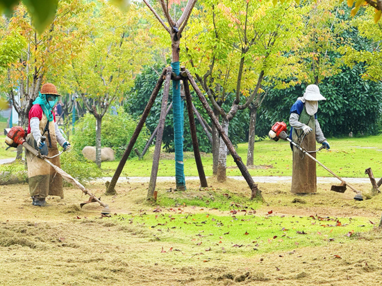 綠化工人在古淮河風(fēng)光帶修剪草坪、清除雜草...